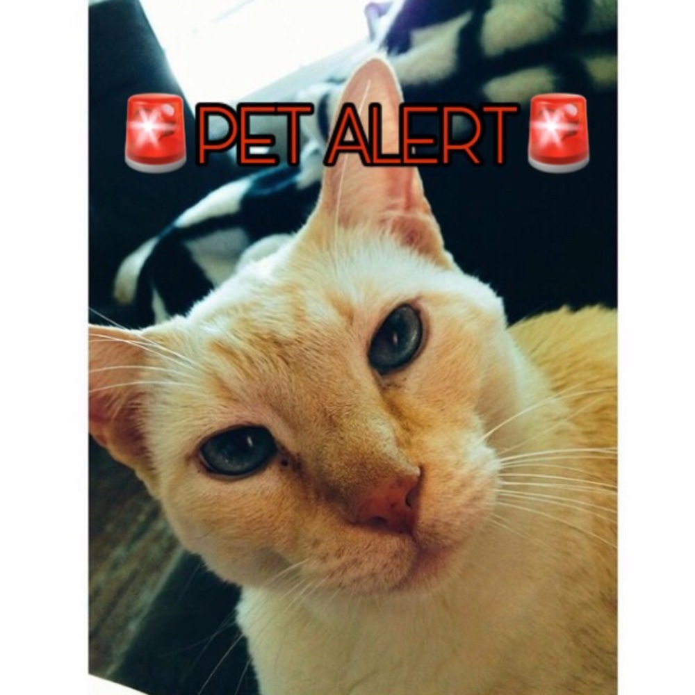 🚨PET ALERT🚨